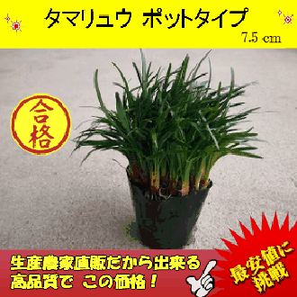 ポットタイプ 160P