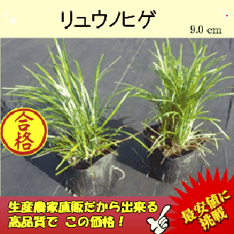 リュウノヒゲ　30P