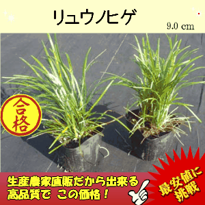 リュウノヒゲ　60P