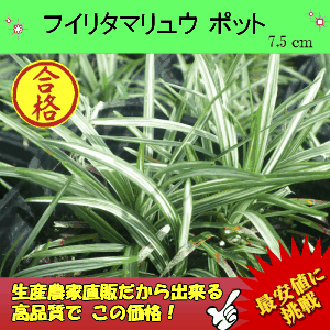 フイリタマリュウ　40P